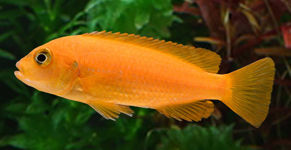 Pseudotropheus saulosi Female