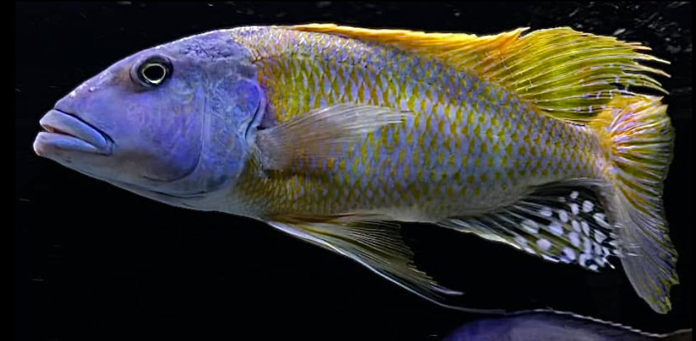 Buccochromis rhoadesii Yellow