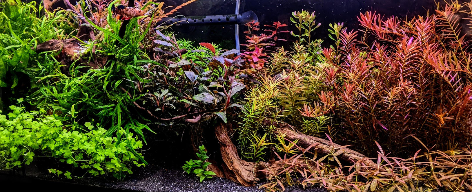 Best co2 system for best sale planted aquariums