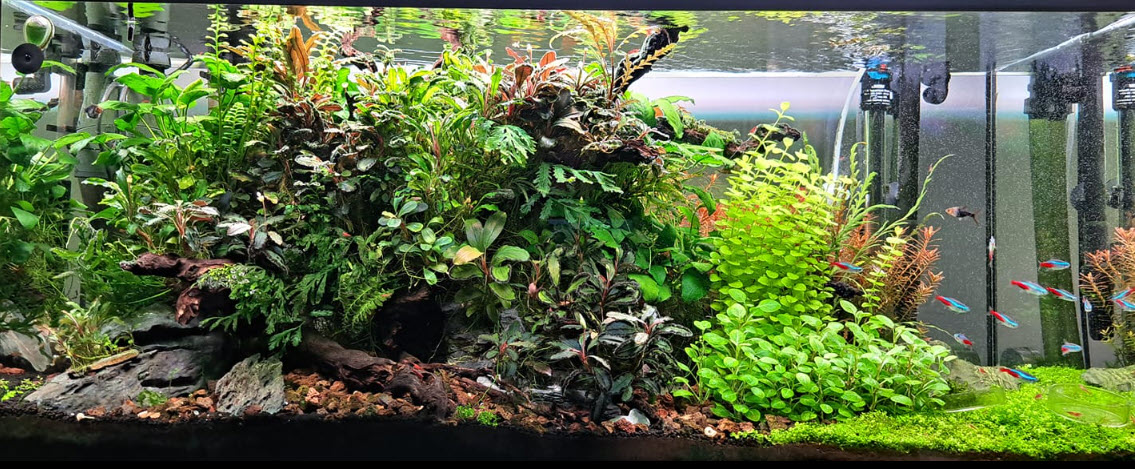 High Tech Planted Aquarium