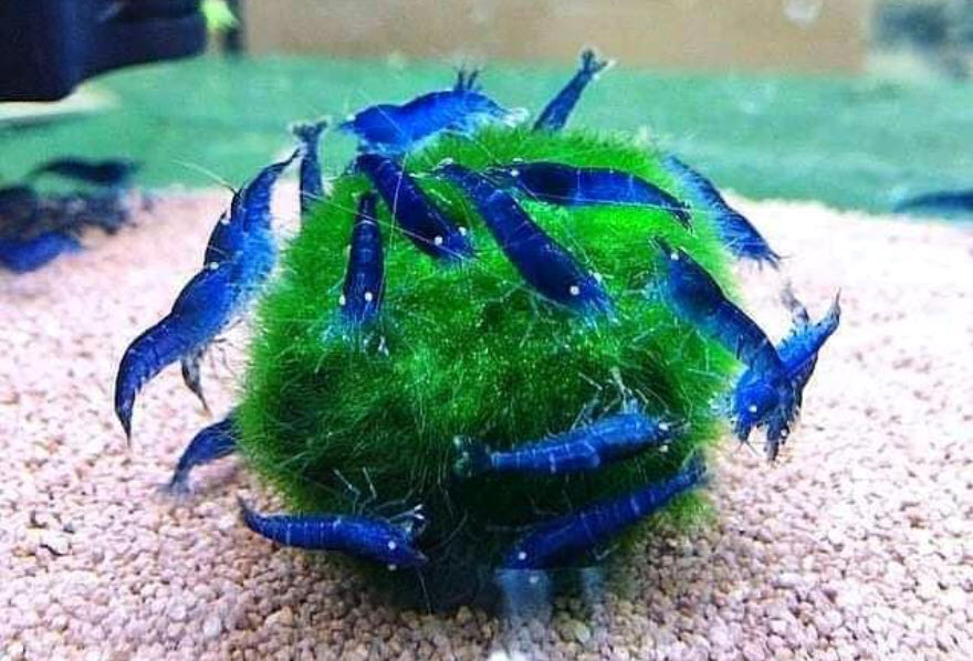 Neocaridina davidi Blue Shrimp