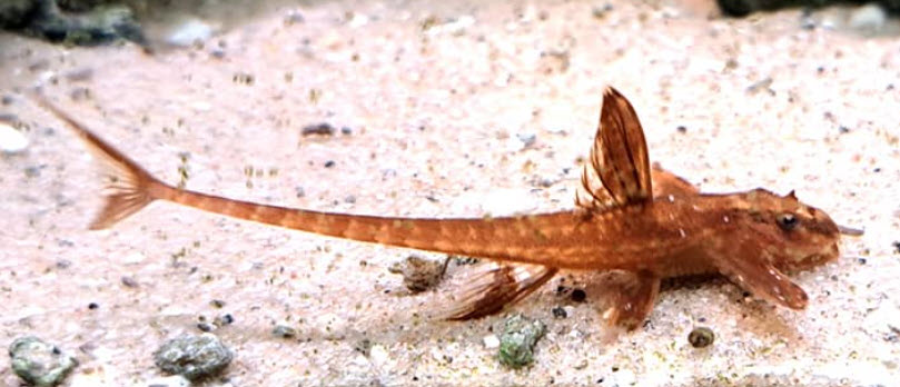 Rineloricaria sp Red Lizard Catfish