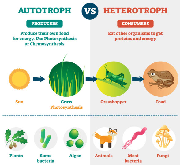 Autotrophs vs Heterotrophs