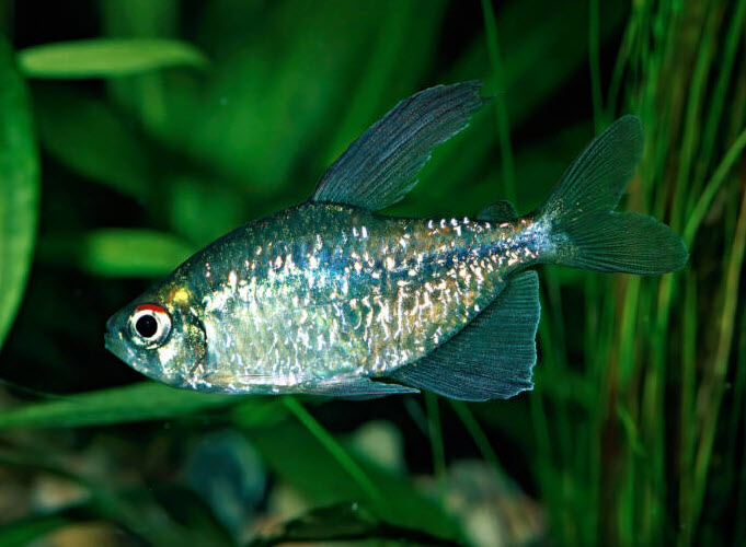 Diamond Tetra