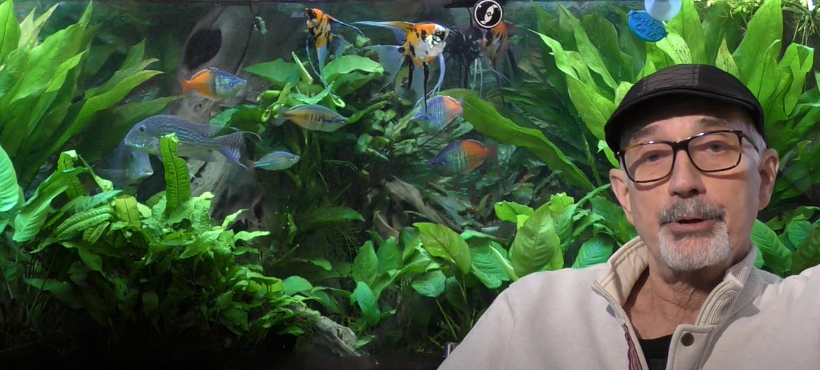 15.11. Aquariums with Many Fish and Many Plants