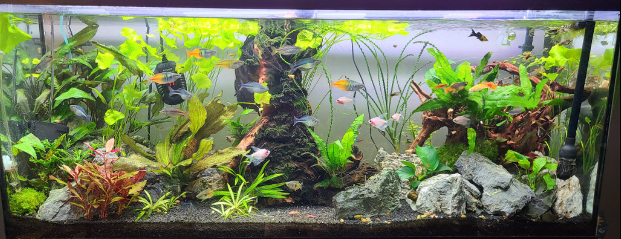 THE 90 GALLON DISCUS TANK IS COMPLETE! (Adding new fish and plants!) 