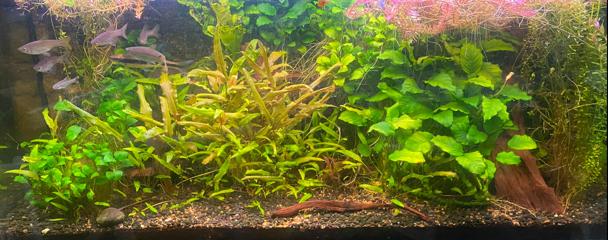 Low Tech Planted Aquarium