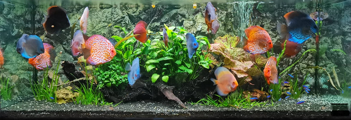 Low Tech Planted Discus Aquarium
